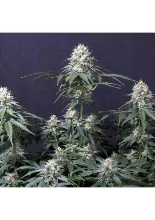 TROPICANA COOKIES FF