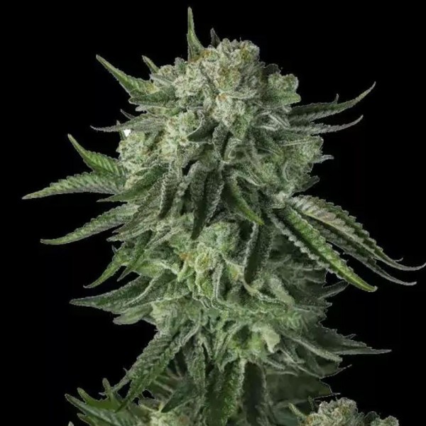 Moby Dick Auto | A Monstrous Sativa by Fast Buds para venda