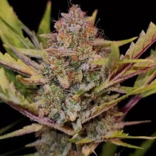 Apricot Auto por Fast Buds para venda | Apricot Auto Barato