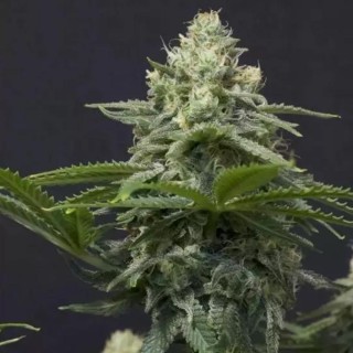 Wedding Cheesecake FF Fast Buds | Cheap Wedding Cheesecake FF for sale