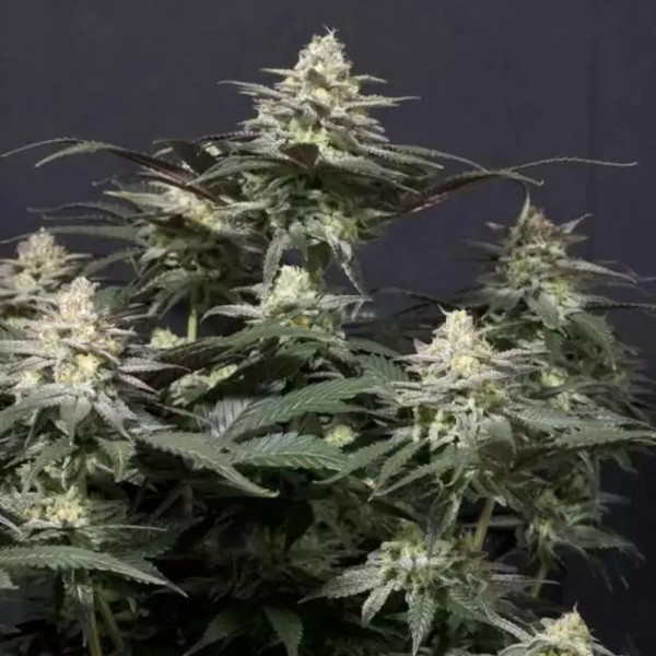 Purple Lemonade FF Fast Buds | Purple Lemonade FF Fast Flowering Barata