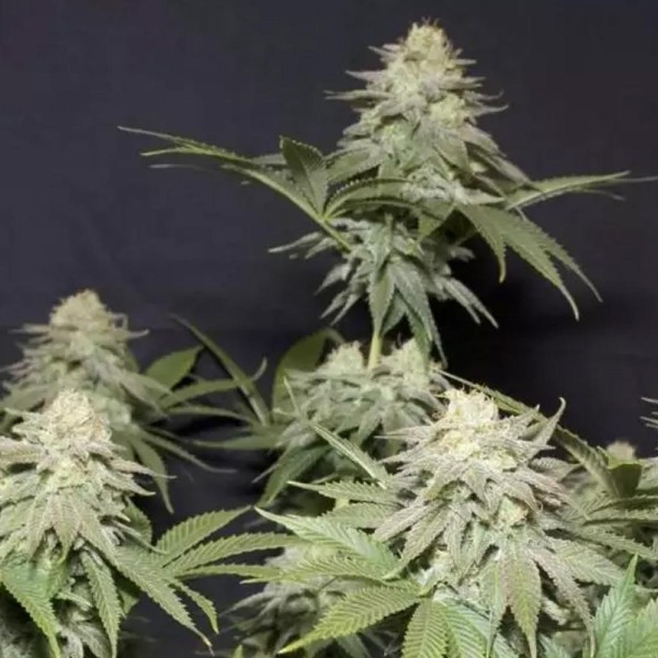 Orange Sherbet FF barata Fast Buds | Orange Sherbet FF Fast Flowering