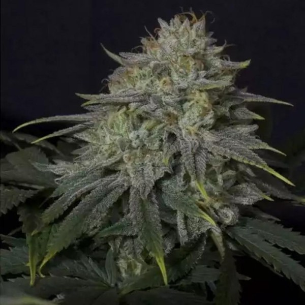 Gorilla Cookies FF da Fast Buds para venda | Fast Buds