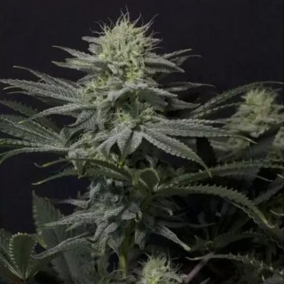 GG4 Sherbet FF Fast Buds en venta | GG4 Sherbet Fast Flowering barata