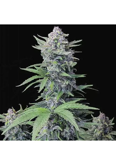 TROPICANA COOKIES AUTO