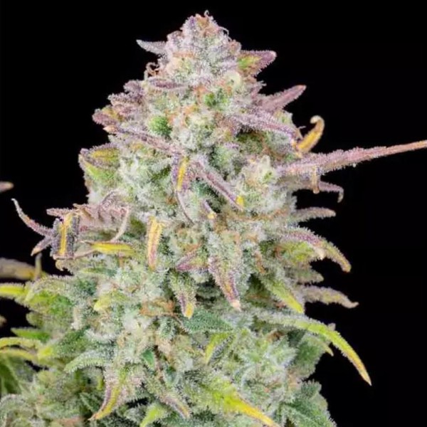Comprar Auto Trainwreck da Fast Buds | Auto Trainwreck barata