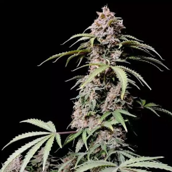 Comprar Amnésia Zkittlez Auto | Fast Buds Amnésia Zkittlez Auto barata