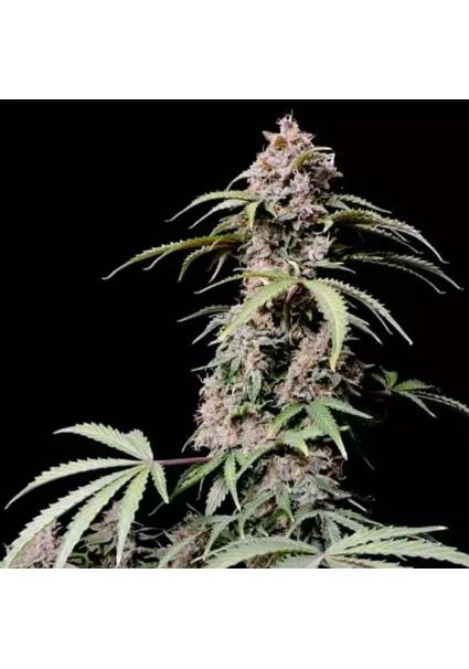 AMNESIA ZKITTLEZ AUTO