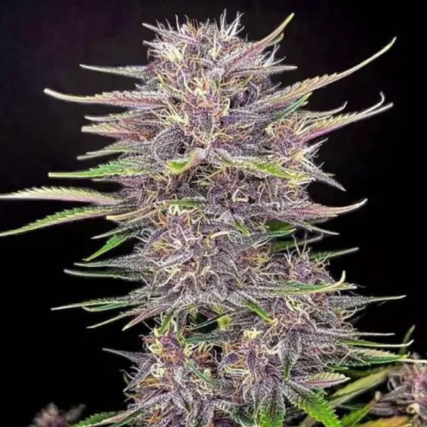 Compra Banana Purple Punch Auto | Fast Buds Banana Purple Punch barata