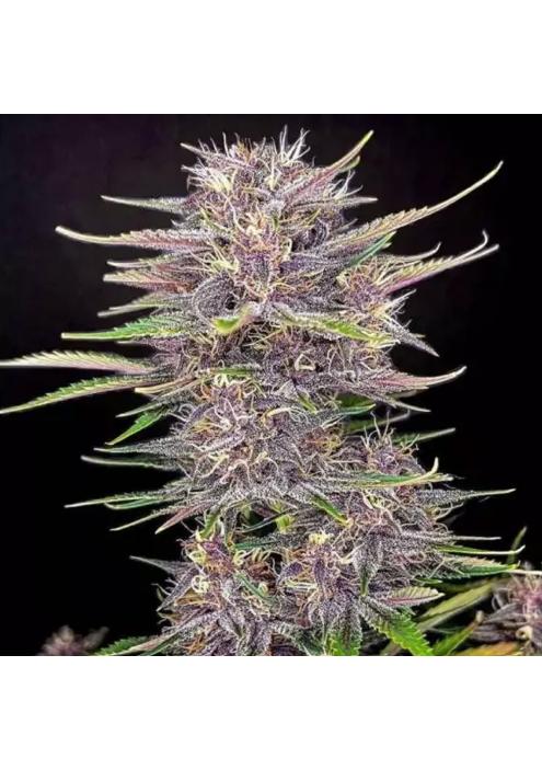 BANANA PURPLE PUNCH AUTO