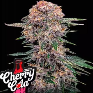 Comprar Cherry Cola Auto | Fast Buds Cherry Cola Auto barata