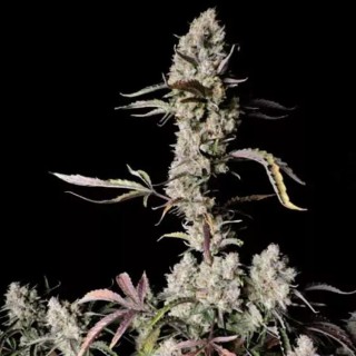 Comprar Gorilla Zkittlez Auto | Fast Buds Gorilla Zkittlez Auto barata
