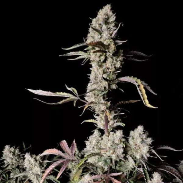 Comprar Gorilla Zkittlez Auto | Fast Buds Gorilla Zkittlez Auto barata