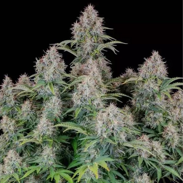 Comprar Cinderela Auto barata da Fast Buds | Sementes Autoflorescentes