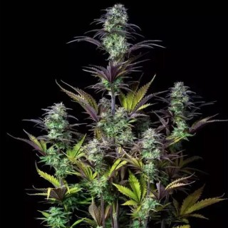 Blueberry Auto para venda barata de Fast Buds | Sementes Autoflorescentes