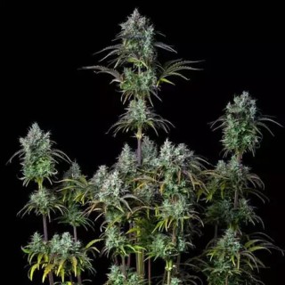 Big Bud Auto barata para venda da Fast Buds | Sementes Autoflorescentes