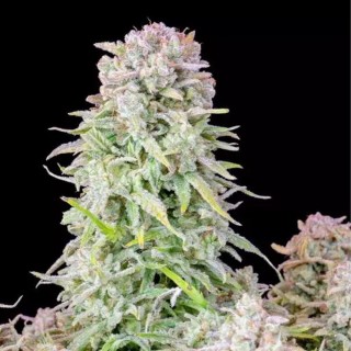 Comprar Afghan Kush Auto barata da Fast Buds | Sementes Autoflorescentes