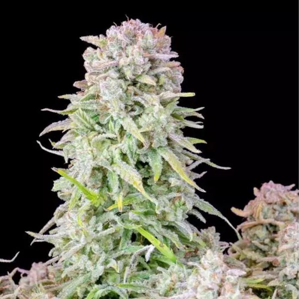 Comprar Afghan Kush Auto barata da Fast Buds | Sementes Autoflorescentes