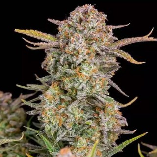 Comprar Bruce Banner Auto da Fast Buds | Sementes Autoflorescentes