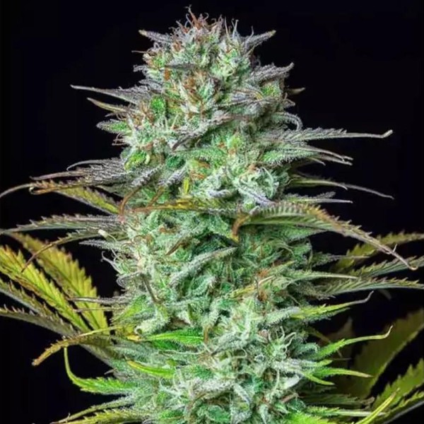 Venda da Kosher Cake Auto da Fast Buds | Sementes Autoflorescentes