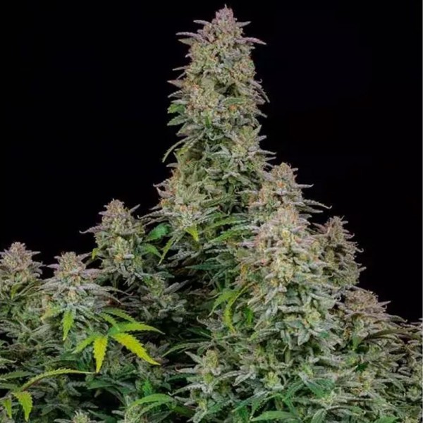 Compra Forbidden Runtz Auto da Fast Buds | Sementes Autoflorescentes