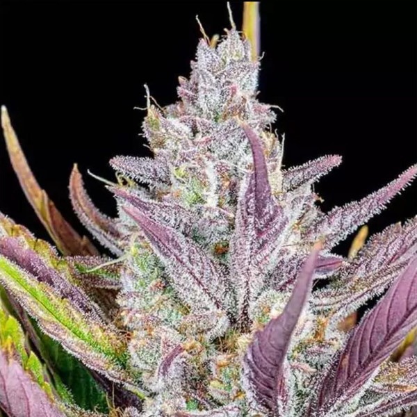 Buy Wedding Glue Auto by Fast Buds | Autoflowering Seeds