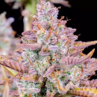 Comprar Purple Punch Auto da Fast Buds | Sementes autoflorescentes