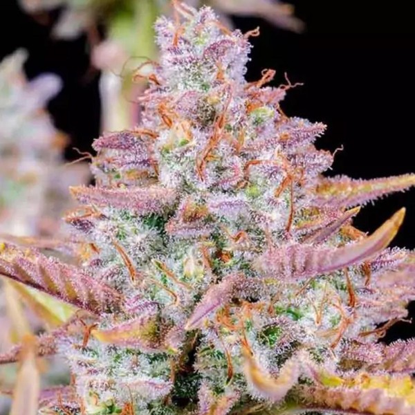 Comprar Purple Punch Auto da Fast Buds | Sementes autoflorescentes