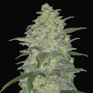 White Widow Auto barata da Fast Buds | Sementes Automáticas