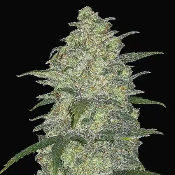 White Widow Auto barata da Fast Buds | Sementes Automáticas