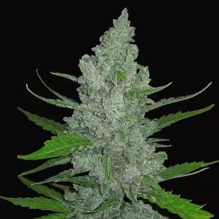 Sour Diesel Auto barata da Fast Buds | Sementes Autoflorescentes