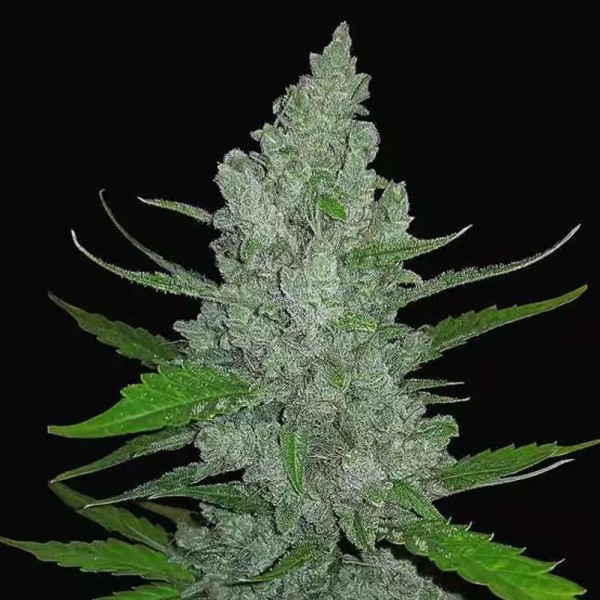 Sour Diesel Auto barata da Fast Buds | Sementes Autoflorescentes