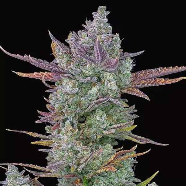 Gorilla Cookies Auto | Sementes de canábis Autoflorescentes