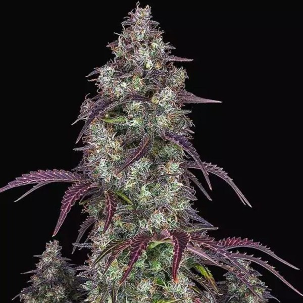 Lemon Pie Auto | Sementes de canábis Autoflorescentes