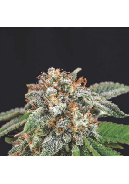 Galaxy x Runtz  5 u. fem....