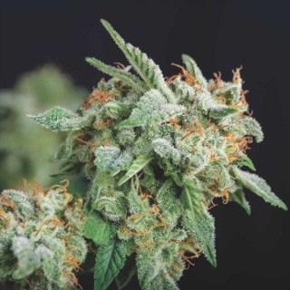 Northern Lights x Runtz  5 u. fem. Pyramid Seeds Gold Line