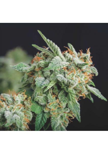 Northern Lights x Runtz  5...