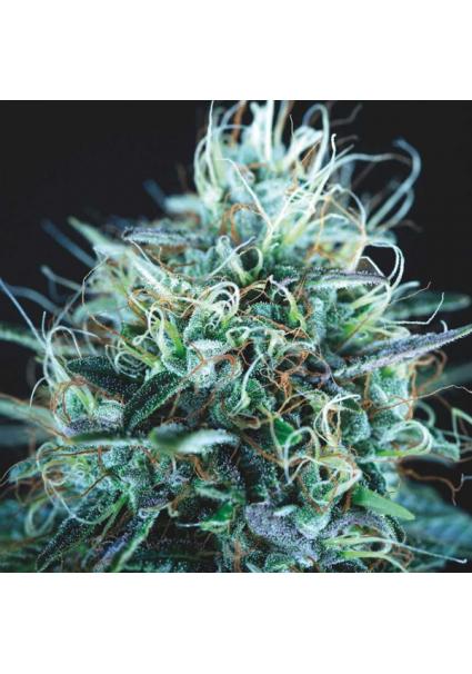 Purple Urkle x Blue Pyramid...