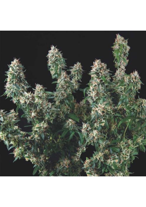 Tutankhamon x Cookies USA  5 u. fem. Pyramid Seeds Gold Line