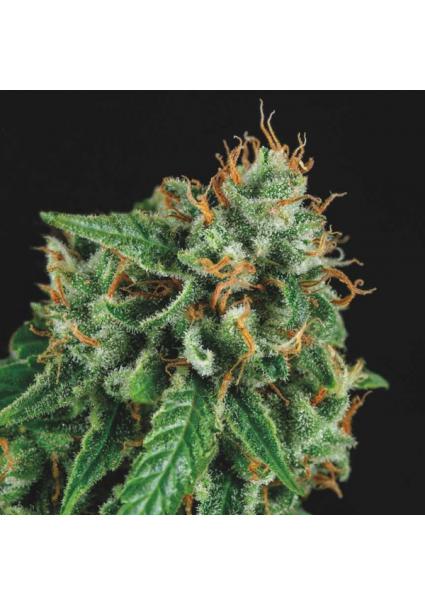 Tutankhamon x Gorilla Glue...