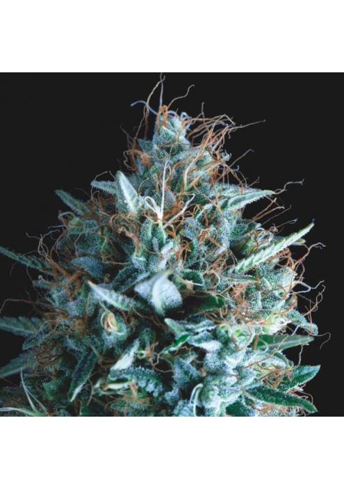 Tutankhamon x Runtz  5 u. fem. Pyramid Seeds Gold Line