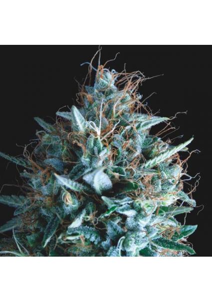 Tutankhamon x Runtz  5 u....