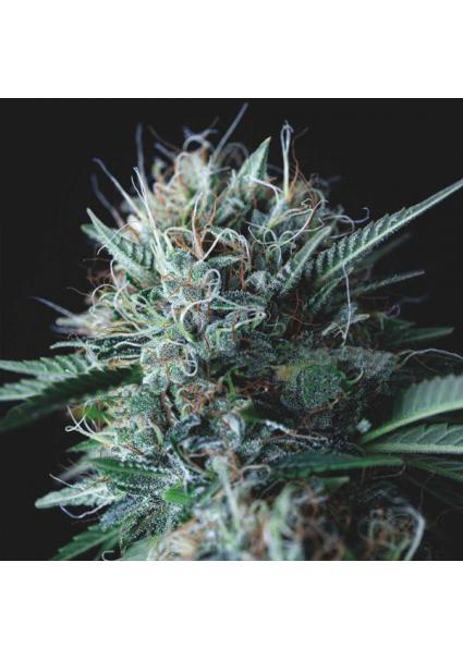 Wembley x Mendocino  5 u....