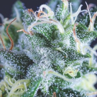 Auto Gelato