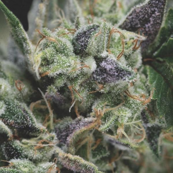 Auto Gorilla