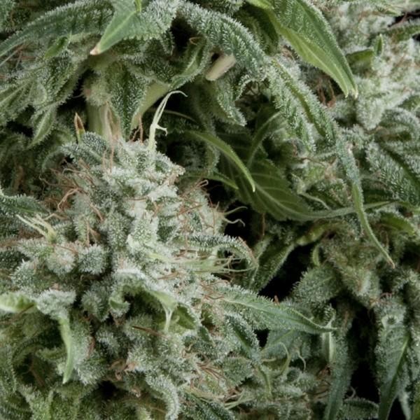 Auto Northern Ligths CBD