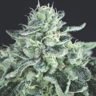 Gelato