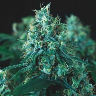 Kryptonite Fast