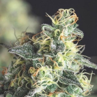 Lemon Larry OG