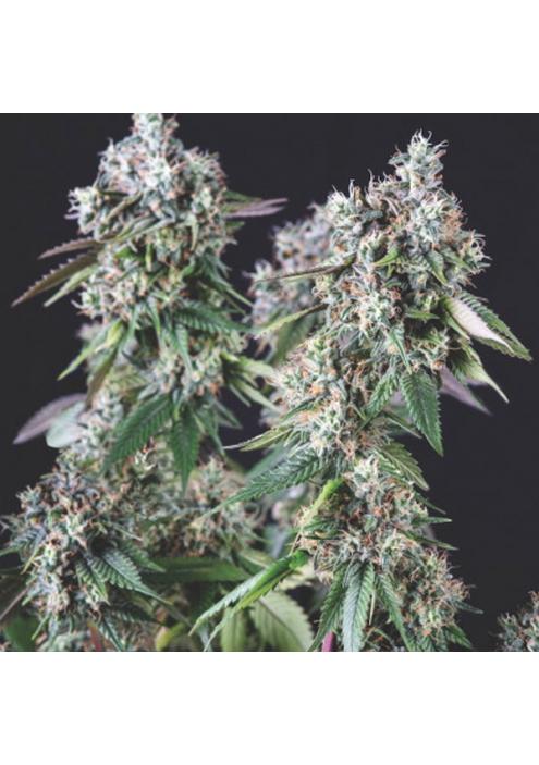 Mendocino Purple Kush